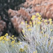 拉斯维加斯莫哈韦沙漠攻略 莫哈韦沙漠门票价格多少钱 团购票价预定优惠 景点地址图片 携程攻略