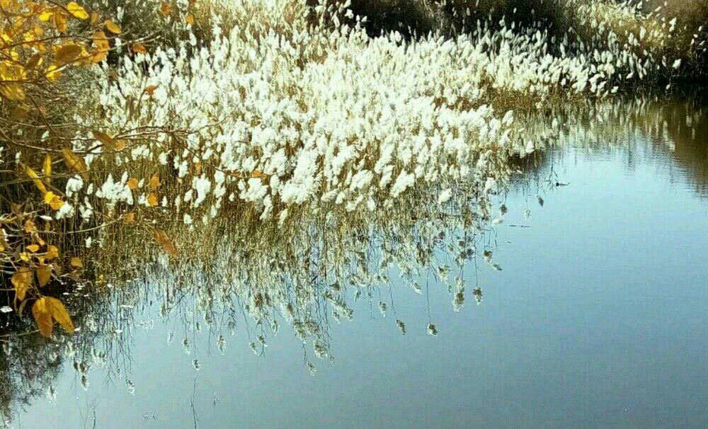 胡杨林中的芦花