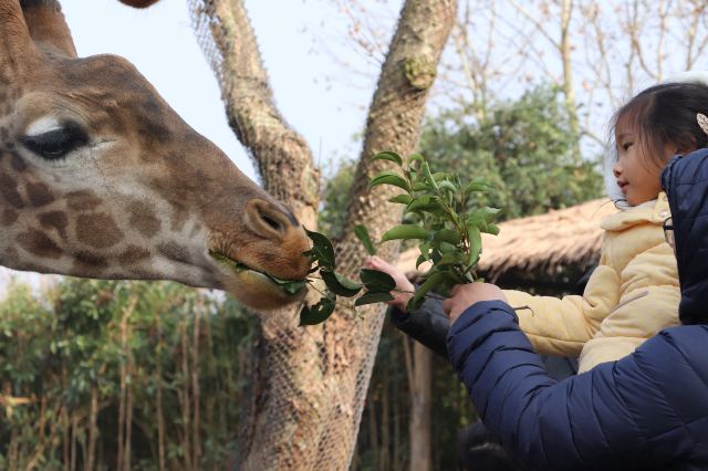Shanghai Wild Animal Park