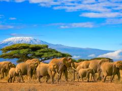 坦桑尼亚+肯尼亚自然风情8日野奢之旅