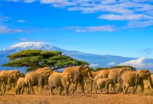 蒙巴萨旅游图片-坦桑尼亚+肯尼亚自然风情8日野奢之旅