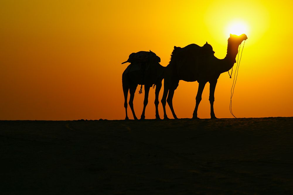 #向往的生活#沙漠的落日如雕塑一般的骆驼，如梦如幻的生活