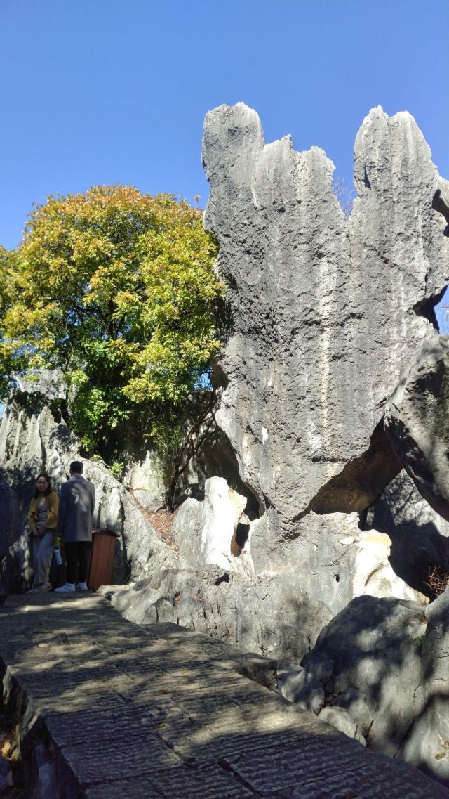 Stone Forest