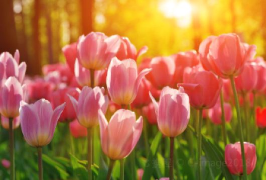 荷兰阿姆斯特丹周边海牙+鹿特丹一日游10H包车 中文上门接【[暖心服务]国外生活多年华人司机畅聊~】