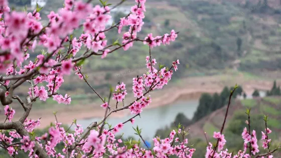 龍泉桃花溝