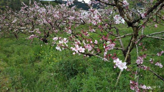 九峰镇花海旅行图片 7