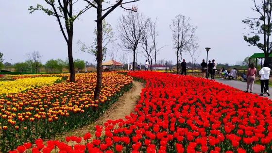 蕪湖六郎濕地花海