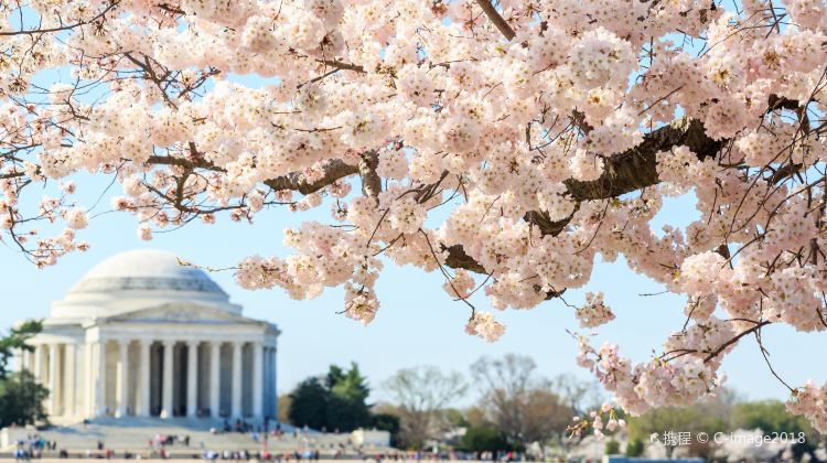 2-Day Washington D.C. Cherry Blossom Tour from NY·Thomas Jefferson Memorial, Washington D.C. Temple and Old Town Alexandria