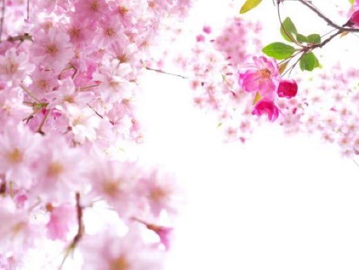 水湄花谷