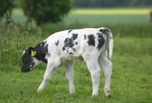 Animal Farmyard景点图片
