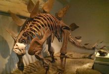 Everything Prehistoric购物图片