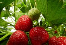 Ottawa Farms购物图片
