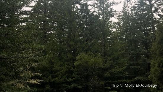 Redwoods Treewalk