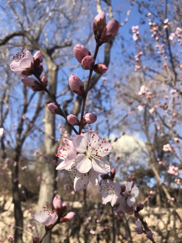 凤凰山公园旅行图片 1