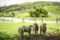 瓦尔特峰高原农场-皇后镇-掰二雷