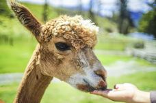 瓦尔特峰高原农场-皇后镇-掰二雷