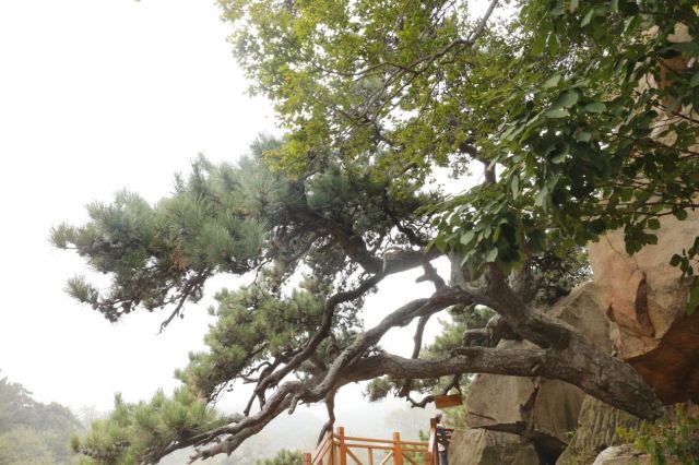 沂蒙山旅遊區沂山景區