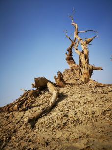 塔里木沙漠公路-且末-梦想成真了啊
