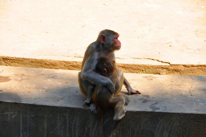 缅甸动物园的种类很多，我们看到猴子、大象、河马、鳄鱼、熊还有鹿类。这边的动物还是和我们的有些不太一样