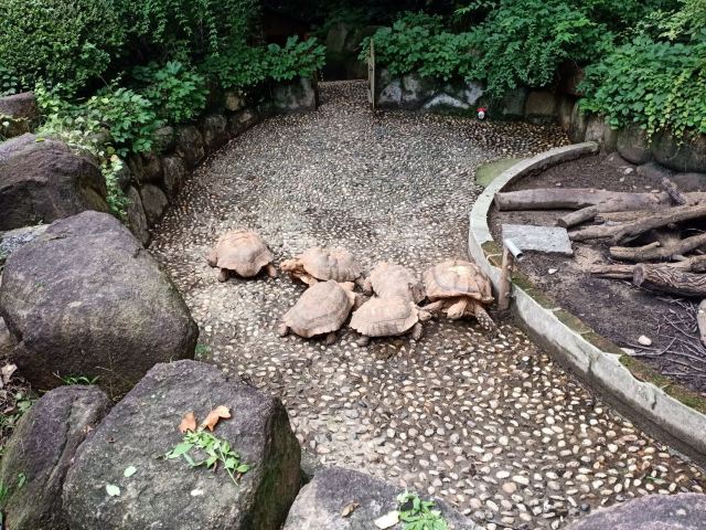 Shanghai Wild Animal Park