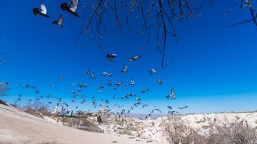Pigeon Valley