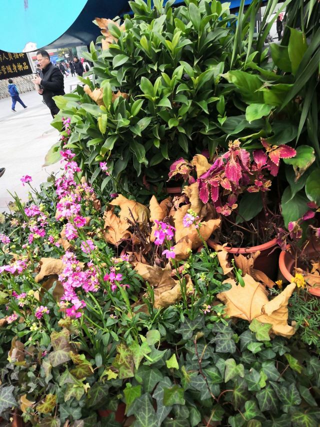 丽都花园旅行图片 2
