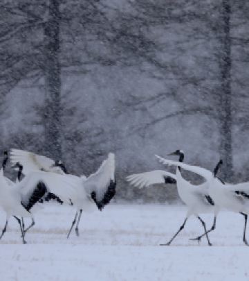 网走市游记图文-在暴风雪中前行--领略不一样的北海道