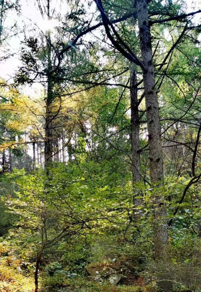 牛毛山公园旅行图片 2