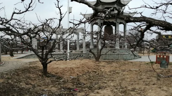 中華第一梨園-萬壽寺