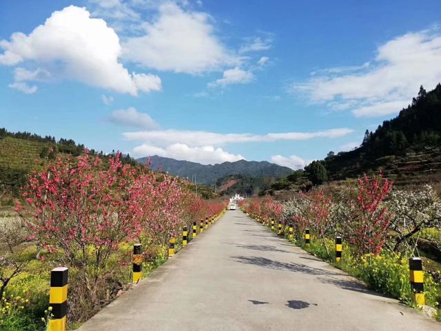 九峰镇花海旅行图片 1