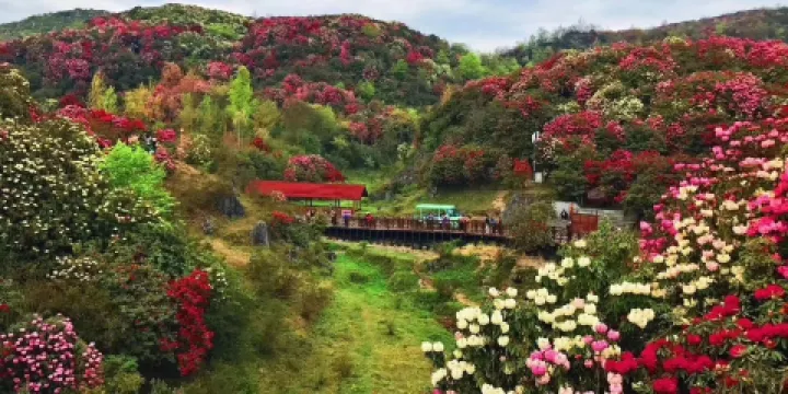 百花坪