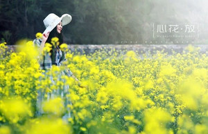 宁乡游记图文-春茶已露尖尖角，桃花，油菜花漫山开，去沩山采茶赏花，寻芳踏春
