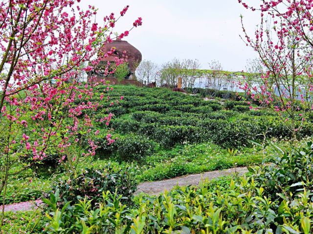 大明山万古茶园旅行图片 2