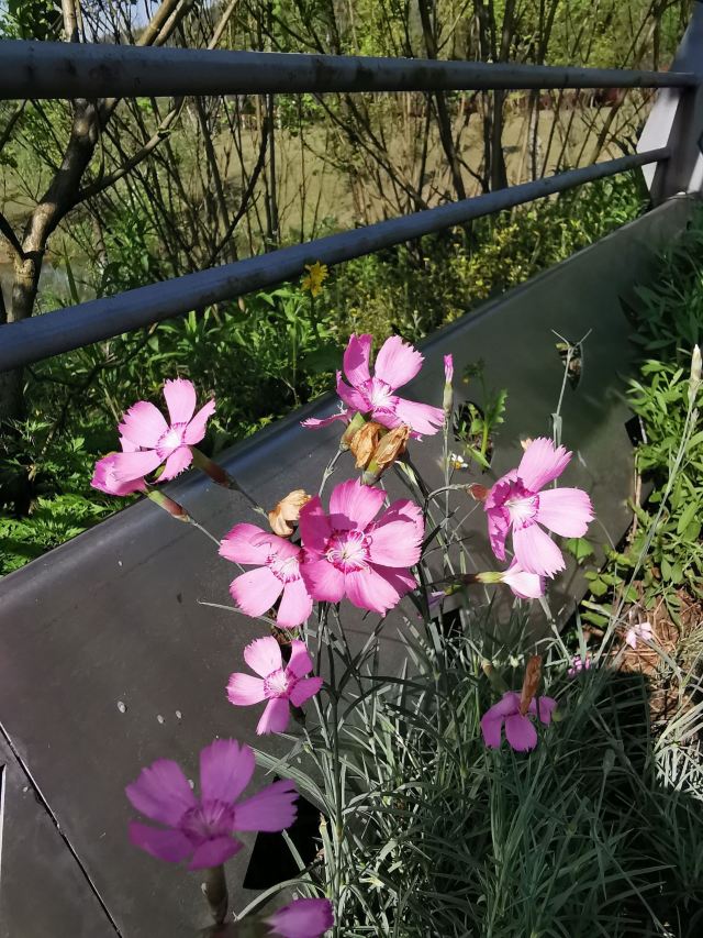 林邑公园旅行图片 3