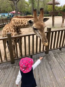 南昌动物园-南昌-健康美丽的芳芳