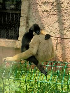 南昌动物园-南昌-YoYo_1J9B6H2Q