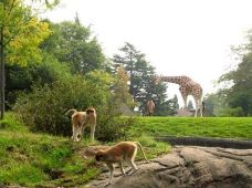林地公园动物园-西雅图-小思文