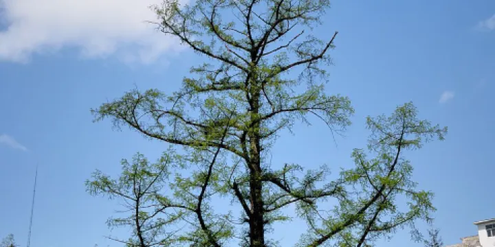 中國水杉植物園