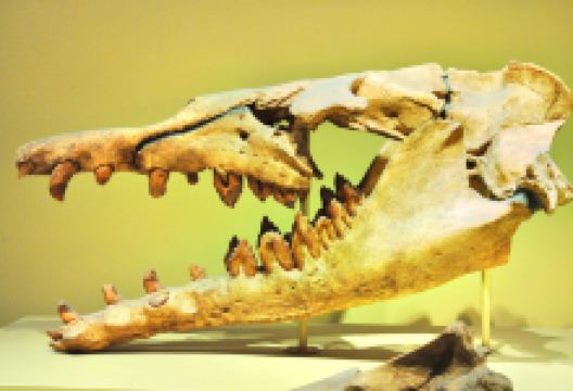 Brazos Valley Museum of Natural History景点图片