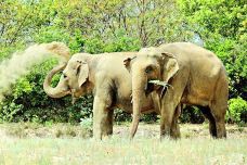 印度野生动物救援组织-浦那-磨牙小丸子