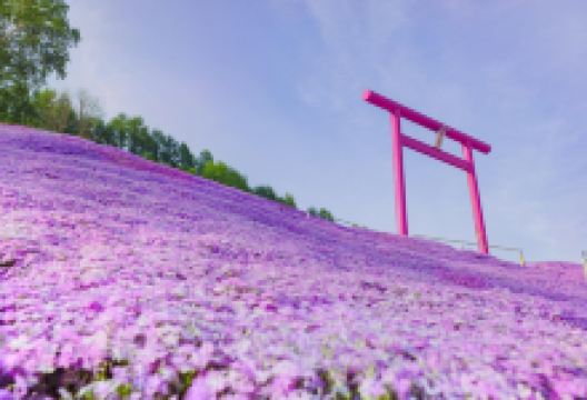 东藻琴芝樱公园景点图片