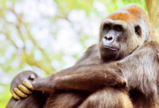 亚特兰大动物园景点图片