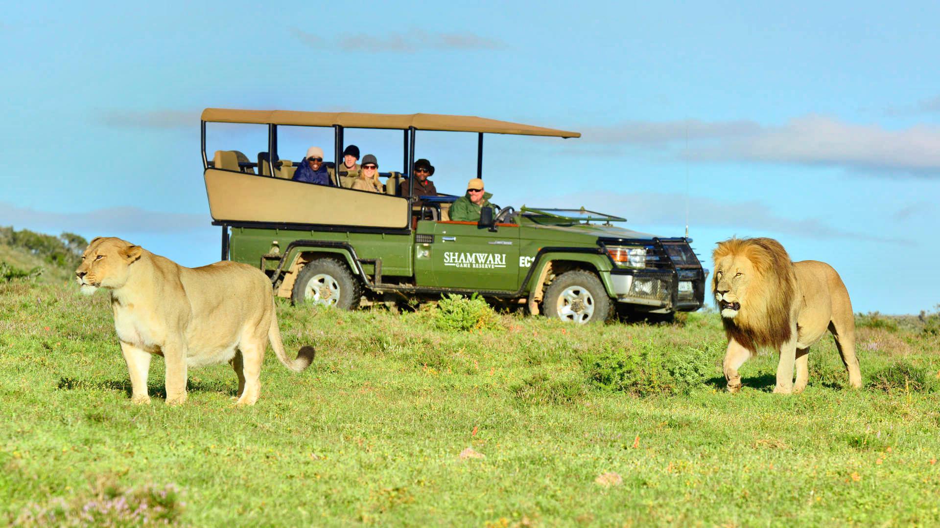 Shamwari Private Game Reserve travel guidebook –must visit attractions in  Port Elizabeth – Shamwari Private Game ...