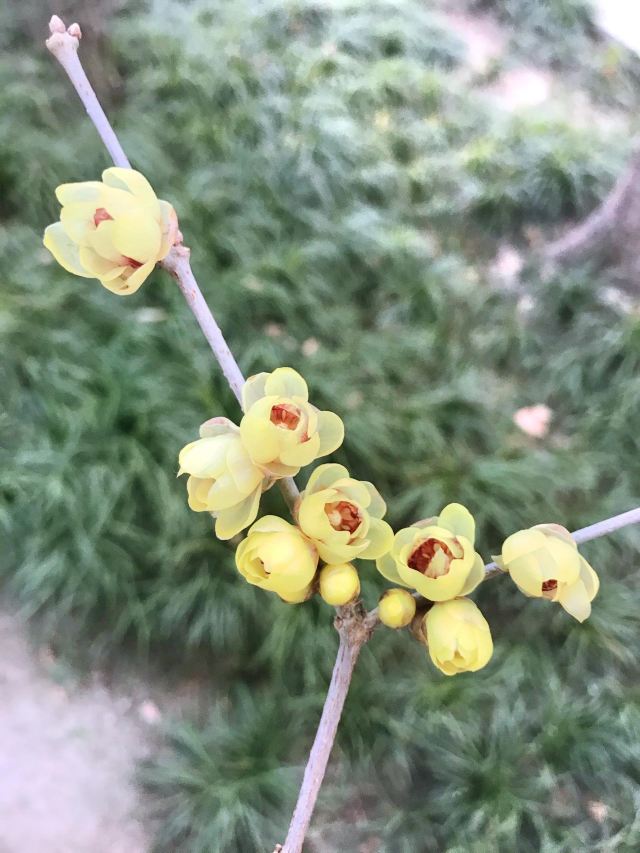 中五台道观旅行图片 4