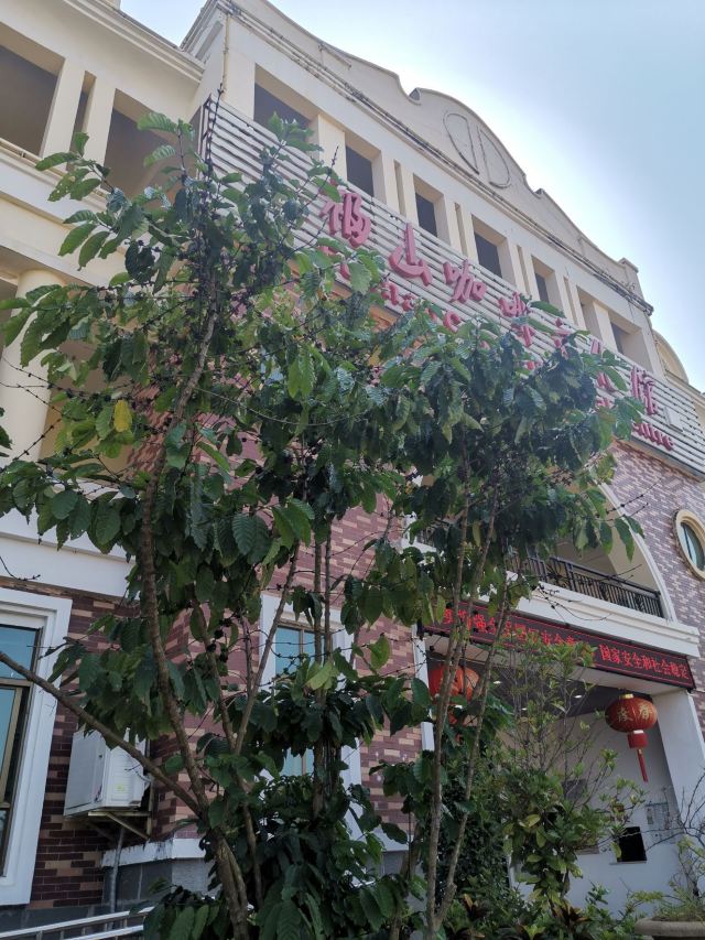 福山咖啡文化风情镇中心区旅行图片 2