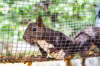 北京郊区动物园自驾游，喂小松鼠吃东西，萌翻了！