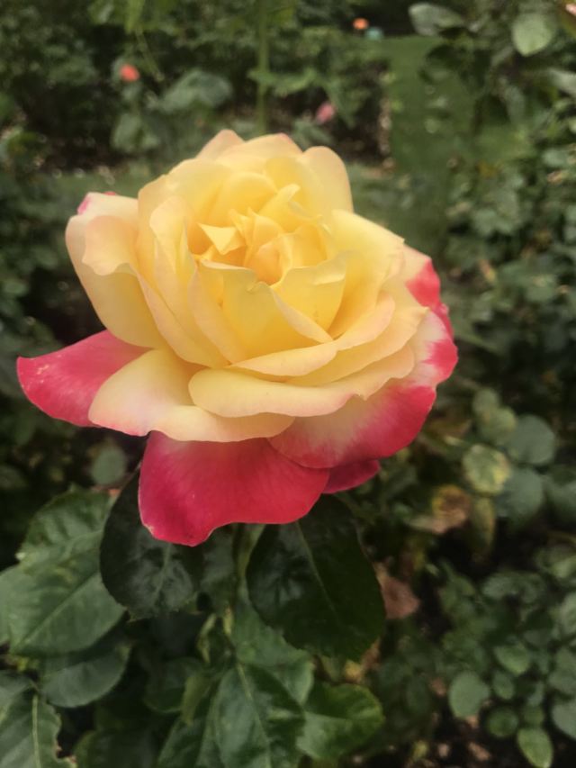 基督城植物園