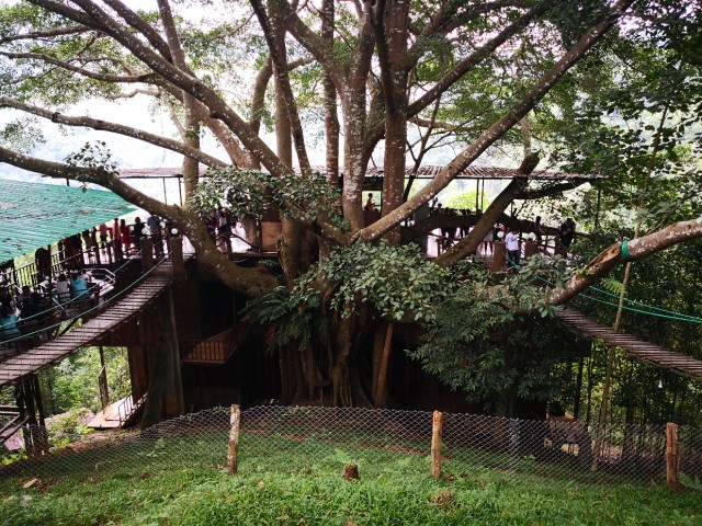 在山顶树上的咖啡厅-清迈深度游之大树咖啡厅