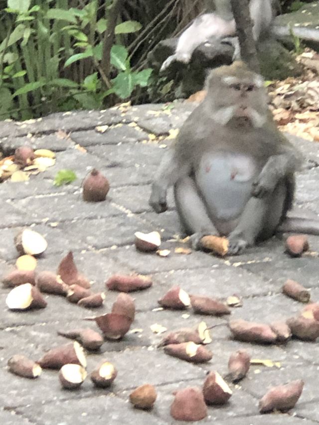 몽키 포레스트