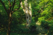 圆山公园-京都-doris圈圈